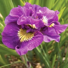 Iris Rhizome Plante vivace