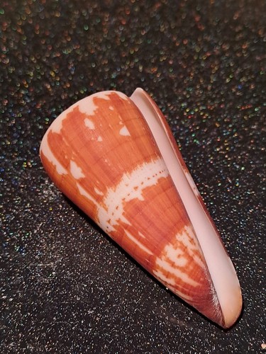 Conus maldivus - conus,