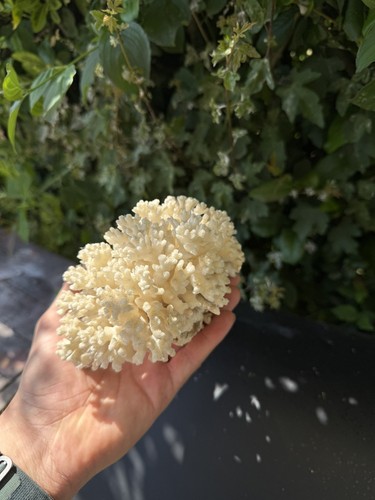 Corail vintage guadeloupe - vintage,