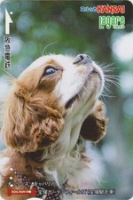Carte JAPON - ANIMAL - CHIEN CAVALIER KING CHARLES - DOG JAPAN Kansai card