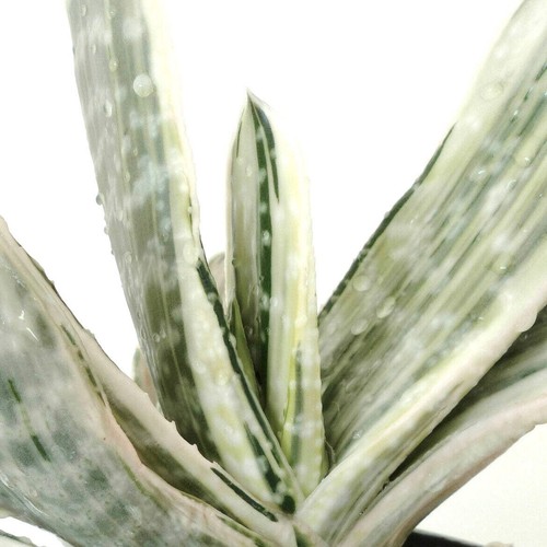 Gasteria 風白 fūhaku - cv,