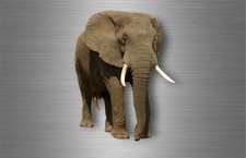 Autocollant sticker voiture