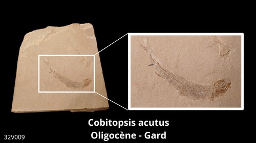 Poisson fossile cobitopsis - fossile, :