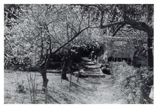 Japon, Yoshino, Pruniers en fleur, Tirage vintage, 1962 Photo prise par Henri Le