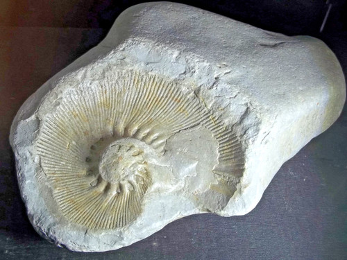 Fossile empreinte - empreinte,