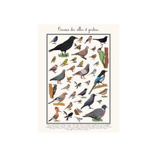Poster les Oiseaux des jardins 50 x 70 cm
