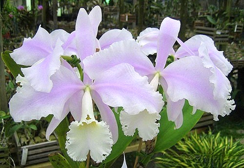 Cattleya warneri albescens