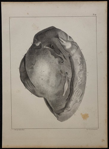 1839 planche anatomie - -,
