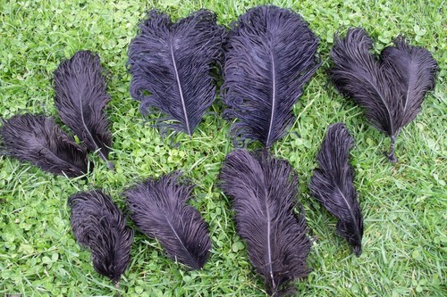 Lot anciennes grandes - anciennes, plumes