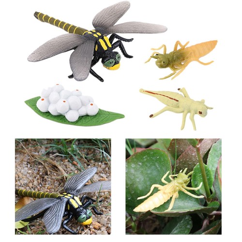 Modèle insecte cycle - d'insecte, de