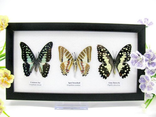 Vrais beaux papillons - 3,