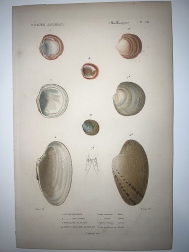1836 regne animal hand colored - hand,