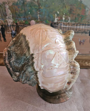 CABINET CURIOSITE COQUILLAGE