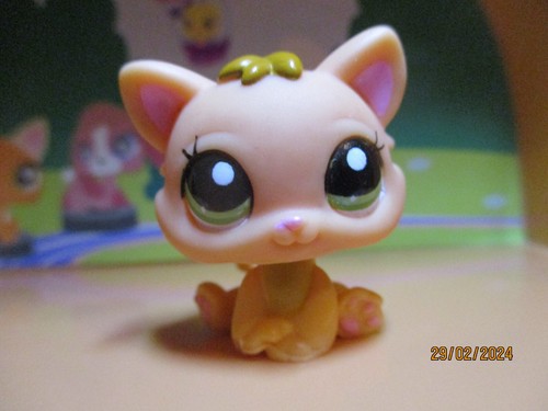 Petshop chaton 2020 - petshop,