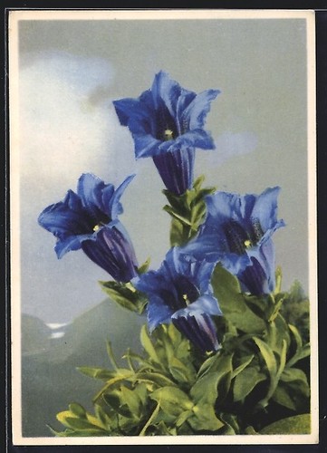 Carte postale gentiana - postale,