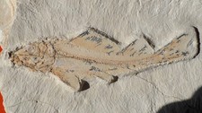 POISSON FOSSILE CRÉTACÉ DU