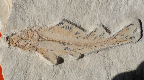 Poisson fossile crétacé - fossile,