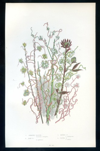 Botanique fleur cuscuta - botanique,,