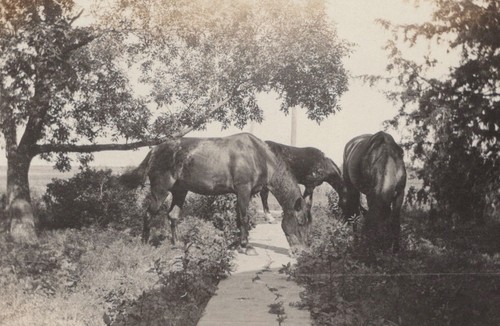1920s three horses - three, grazing