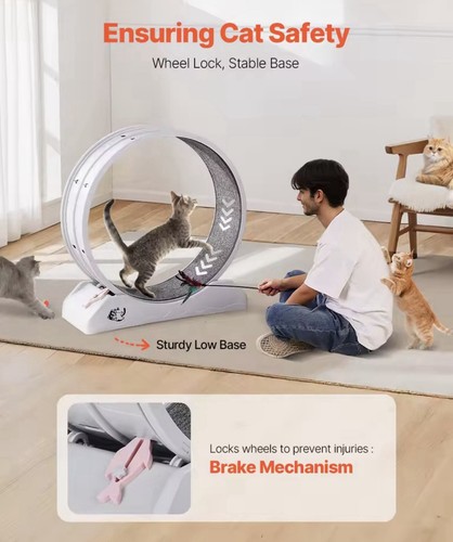 Roue exercice pour chat - pour,