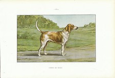 Document Ancien - Harrier Du