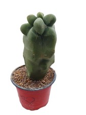 Cactus cierge lophocereus - cactus,
