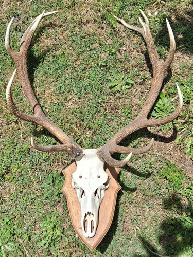 Trophée chasse superbe - chasse,