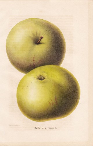 Pomme apple fruits pomologie - apple,