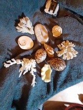 lot du corail et des coquillages rares==  décor salle d eau ou collector 
