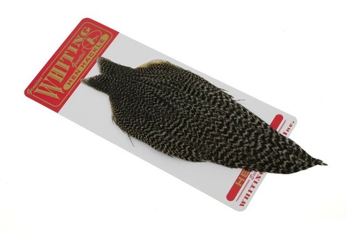 Cape whiting pêche - cape,