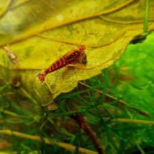 Lot de 12 crevettes galaxy fishbone