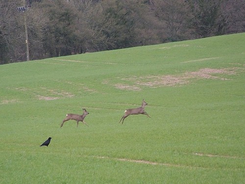 Photo 6x4 roe deer - deer, heading
