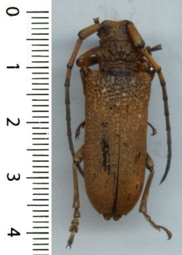 Cerambycidae joesse - cerambycidae,