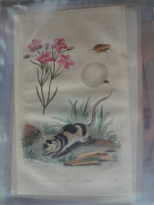 Gravure ancienne XIX Nature 