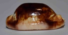 COQUILLAGES - CYPRAEIDAE -