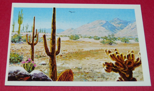 123 les cactus conquete - n°123,