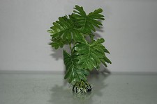 Aquarium Vert Plante Avec