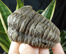 Beau Trilobite fossile Phacops