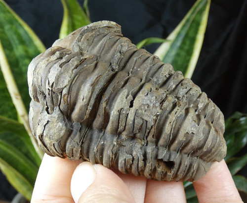 Beau trilobite fossile phacops - trilobite,