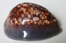 collection coquillage CYPRAEA MAURITIA MAURITIANA PORCELAINE 83mm MADAGASCAR (3)