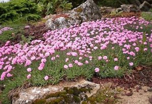 Gazon espagne rosea - gazon,