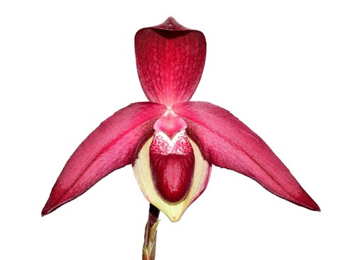 Phragmipedium janela portilla - janela,