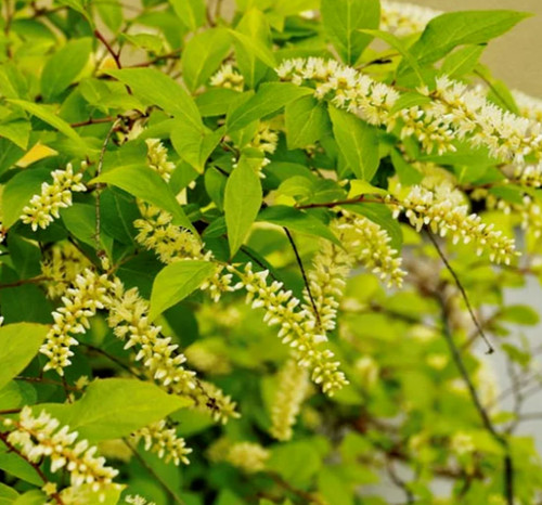 Henry garnet shrub bush - henry's, shrub/bush