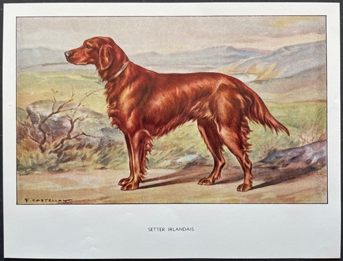 Setter irlandais reproduction - irlandais,