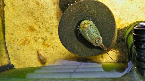 Triops cancriformis green - cancriformis,