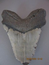 Megalodon Giant 5 1/2" Real