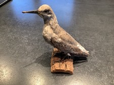 taxidermie oiseaux 