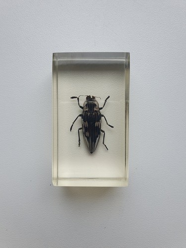 Insecte sous résine - ,