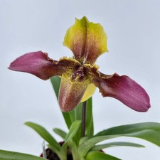 Paphiopedilum hans strahl - hans, "bv