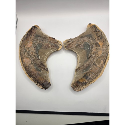 Vinctifer comptoni fossil fish - comptoni,